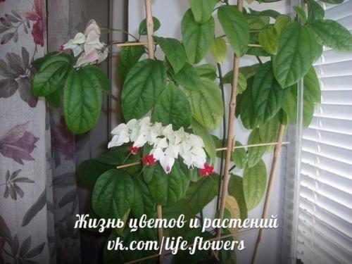 Клеродендрум или клеродендрон Дерево Судьбы или дерево счастья. 07