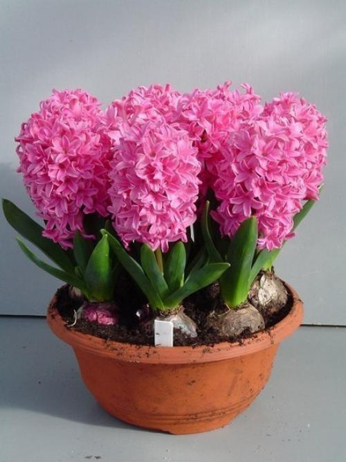 Выгонка гиацинтов в домашних условиях.

