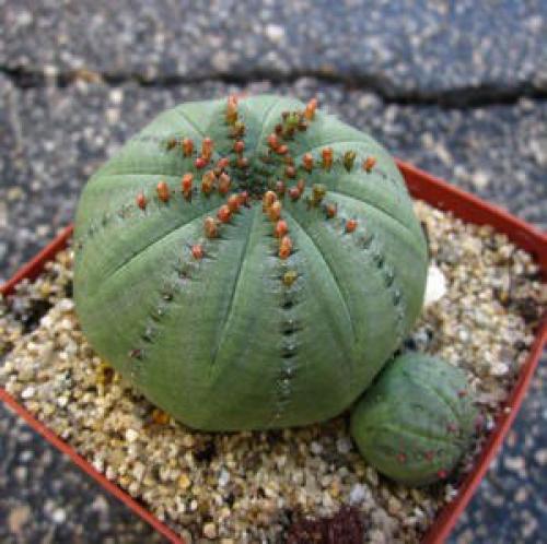 Комнатное растение молочай - уход, виды и некоторые нюансы? 08