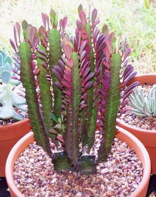 Комнатное растение молочай - уход, виды и некоторые нюансы? 04