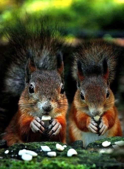 Знакомство с миром животных: все зоопарки, океанариумы и питомники Санкт-петербурга. 02