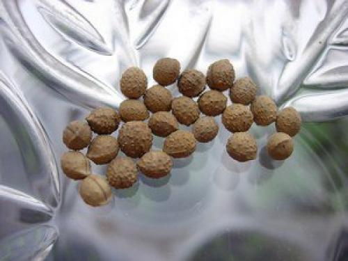 Комнатное растение молочай - уход, виды и некоторые нюансы? 06