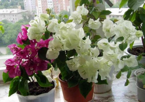 Одно из самых красивых цветущих растений. 03