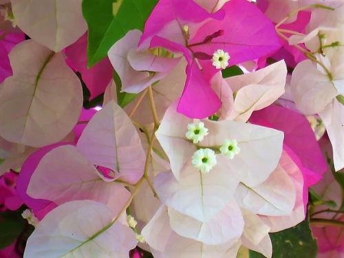 Одно из самых красивых цветущих растений. 02