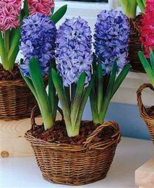 Выгонка гиацинтов в домашних условиях. 01