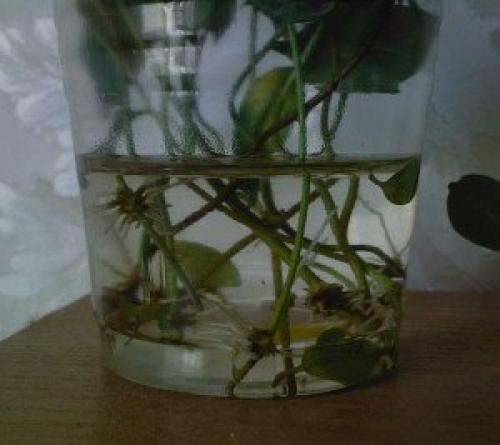 Цветущая лиана дипладения? 05