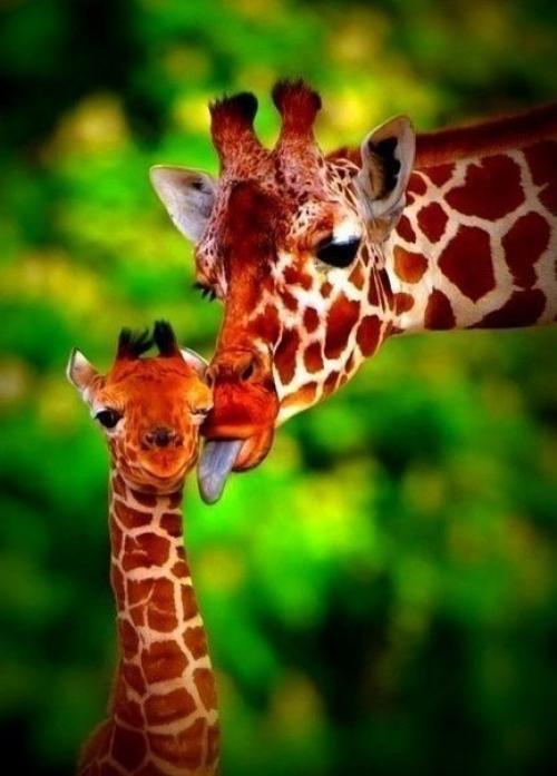 Знакомство с миром животных: все зоопарки, океанариумы и питомники Санкт-петербурга. 01