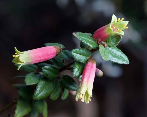 Коррея (Correa).  Коррея - вечнозеленый кустарник, принадлежащий к семейству рутовых. 02