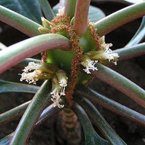 Комнатное растение молочай - уход, виды и некоторые нюансы? 02