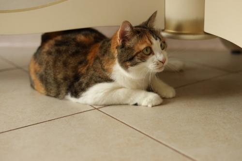 Плюсы домашней фотосессии: 01