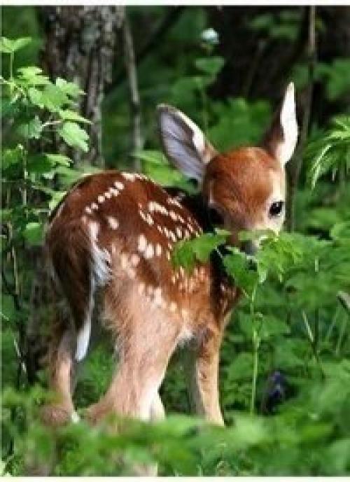 Знакомство с миром животных: все зоопарки, океанариумы и питомники Санкт-петербурга. 03