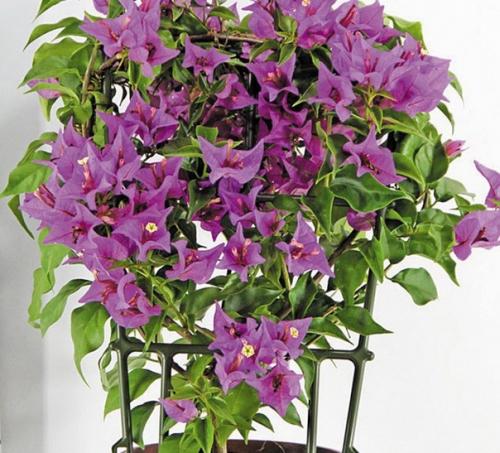 Одно из самых красивых цветущих растений. 04