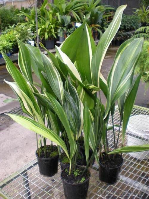 Как правильно ухаживать и размножать аспидистру высокую в домашних условиях. 01