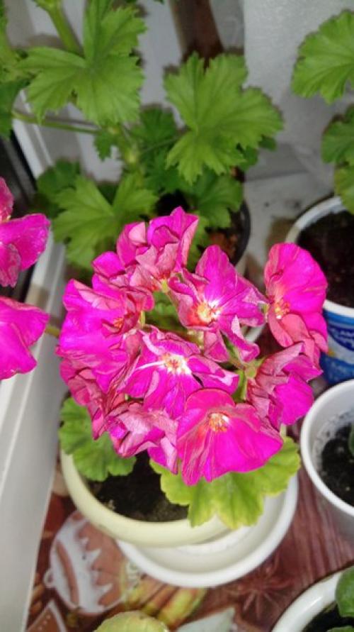 Виды пеларгоний.  Это важно знать. 05