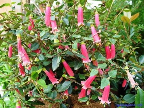 Коррея (Correa).  Коррея - вечнозеленый кустарник, принадлежащий к семейству рутовых. 01