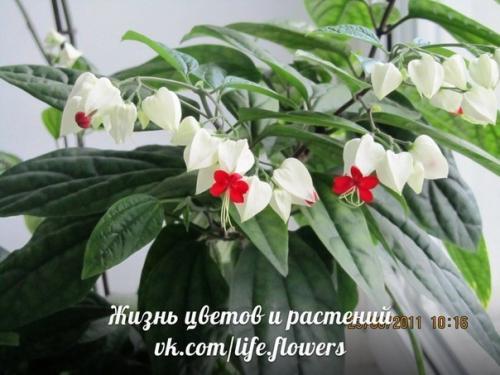 Клеродендрум или клеродендрон Дерево Судьбы или дерево счастья. 08