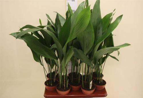 Как правильно ухаживать и размножать аспидистру высокую в домашних условиях. 02