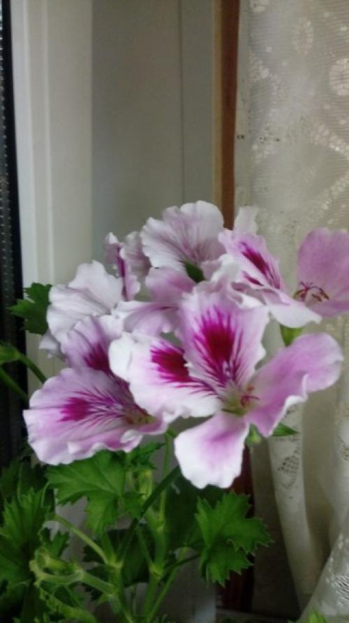 Виды пеларгоний.  Это важно знать. 04