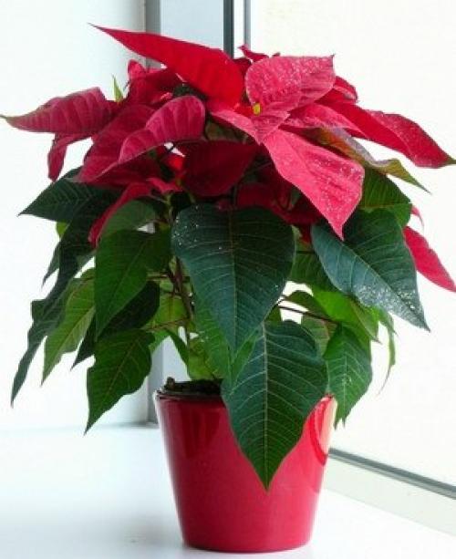 Комнатное растение молочай - уход, виды и некоторые нюансы? 03