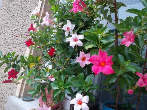 Цветущая лиана дипладения? 01