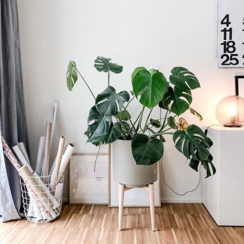 Белые стены, деревянная мебель и декор, растения и уютный текстиль - классика скандинавского стиля в интерьере. 07