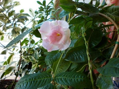 Цветущая лиана дипладения? 03