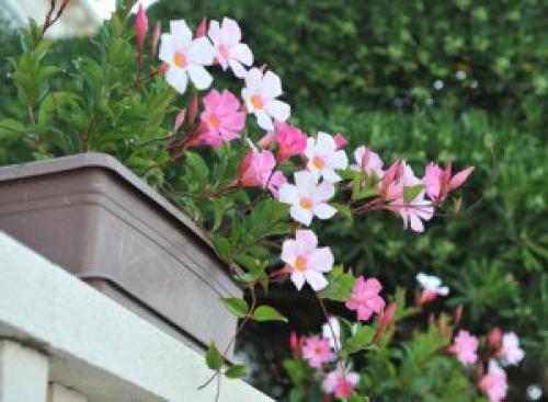 Цветущая лиана дипладения? 06