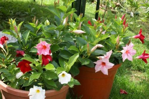 Цветущая лиана дипладения? 04