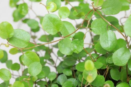 Комнатные мюленбекии - кружевное изящество. 02