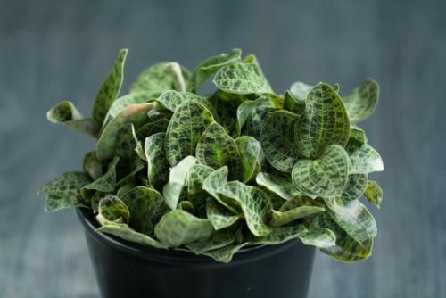 Роскошная листва Драгоценных Орхидей? 07