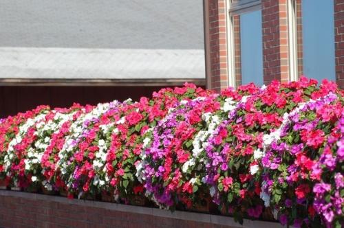 Его прозвали Ванька Мокрый за то, что на краях листьев выступают пятна густой сахаристой жидкости. 02