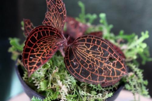 Роскошная листва Драгоценных Орхидей? 06