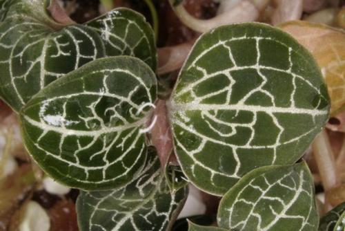 Роскошная листва Драгоценных Орхидей? 05