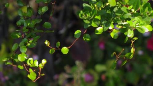 Комнатные мюленбекии - кружевное изящество. 04