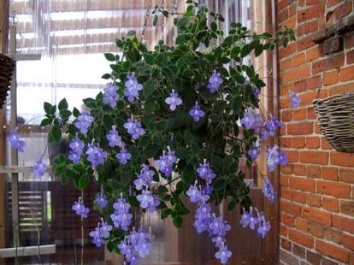 Стрептокарпелла. Стрептокарпелла - многолетнее ампельное растение, обладает высокой декоративностью даже не цветущая. 02 Стрептокарпелла. Стрептокарпелла - многолетнее ампельное растение, обладает высокой декоративностью даже не цветущая. 02