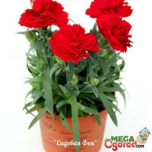 Комнатная гвоздика: особенности и правила выращивания.
