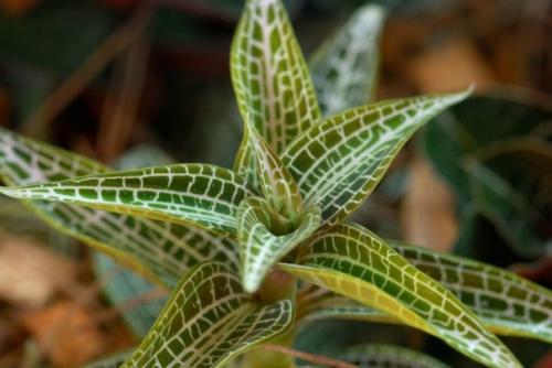 Роскошная листва Драгоценных Орхидей? 09