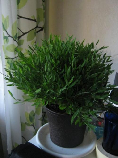 Мини - бамбук погонатерум? 04