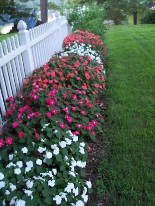 Его прозвали Ванька Мокрый за то, что на краях листьев выступают пятна густой сахаристой жидкости. 01