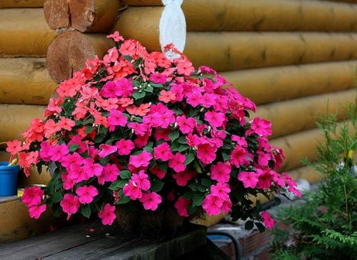 Его прозвали Ванька Мокрый за то, что на краях листьев выступают пятна густой сахаристой жидкости.