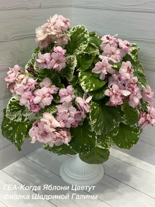 Добрый вечер!  В прошлом году трейлеры стремительно в мою фиалочную жизнь ворвались.