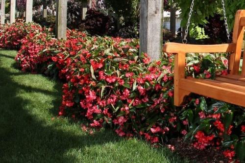 Его прозвали Ванька Мокрый за то, что на краях листьев выступают пятна густой сахаристой жидкости. 03