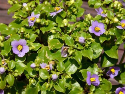 Экзакум - капризная персидская фиалка? 05