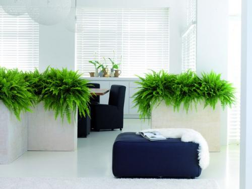 Нефролепис - это комнатный папоротник. 04