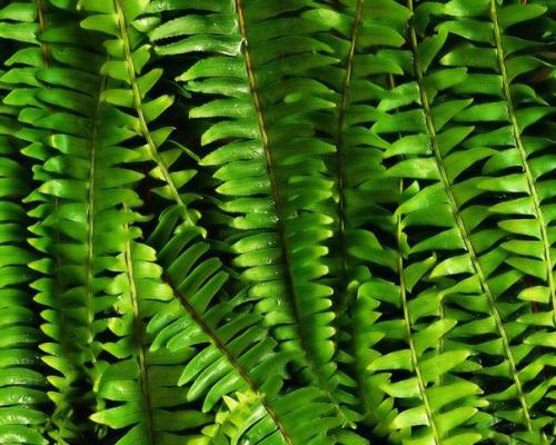 Нефролепис - это комнатный папоротник. 03