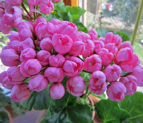 Виды пеларгоний.  Это важно знать. 01