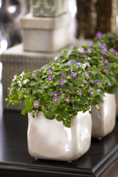 Экзакум - капризная персидская фиалка? 02