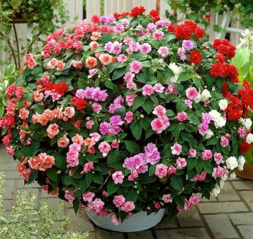 Его прозвали Ванька Мокрый за то, что на краях листьев выступают пятна густой сахаристой жидкости. 05