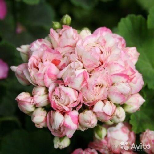 Виды пеларгоний?   По вашим просьбам. 04