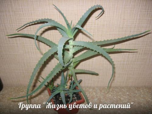 Что вы об алоэ знаете? 01